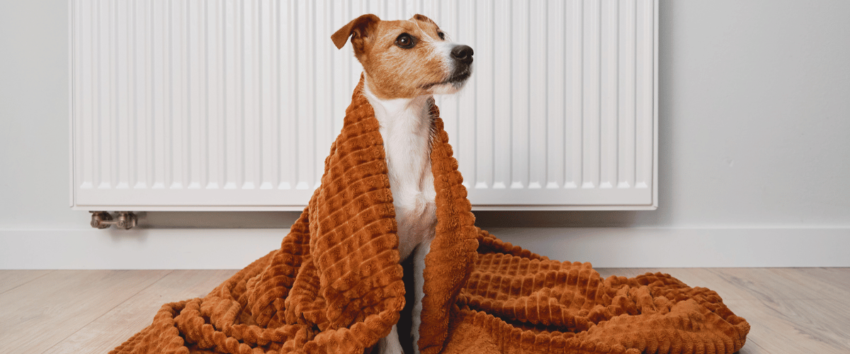 dog blanket radiator