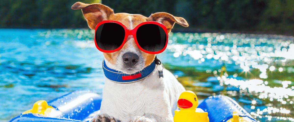 dog pool summer