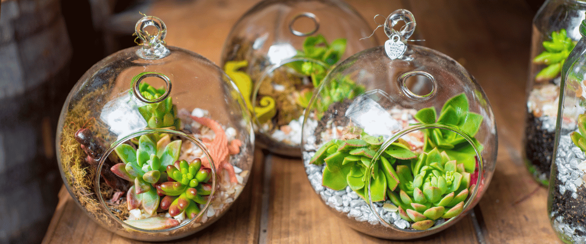 small terrariums